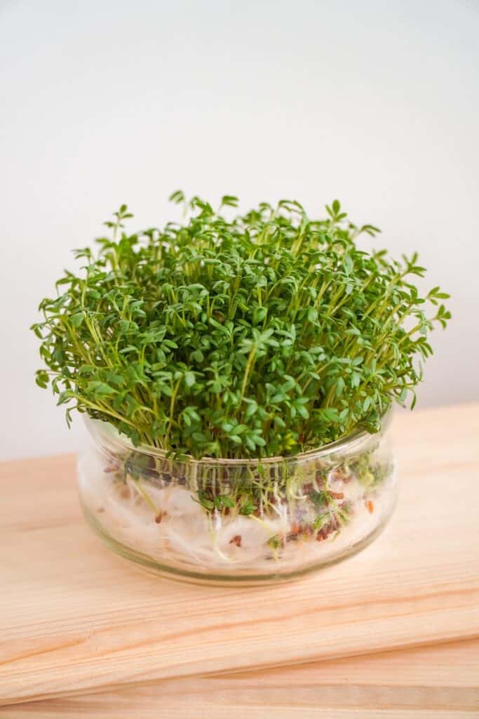 green plant on clear glass bowl